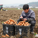수확한 당근 상자 옆에서 작업 기록을 살펴보는 농업인