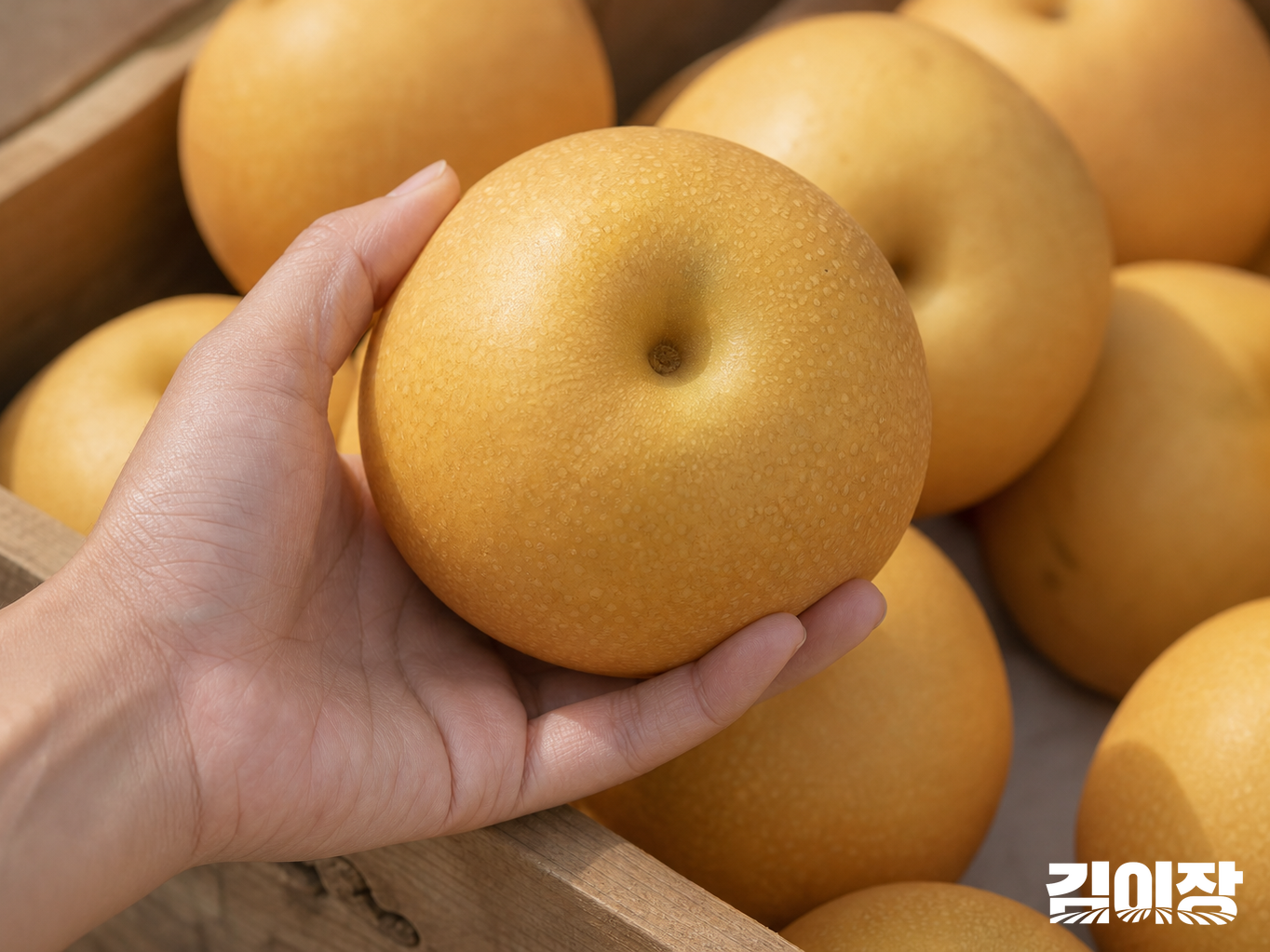 농산물 매대에서 성인의 손이 배 한 알을 들어 살피고 뒤로 배가 담긴 나무 상자가 보이는 모습