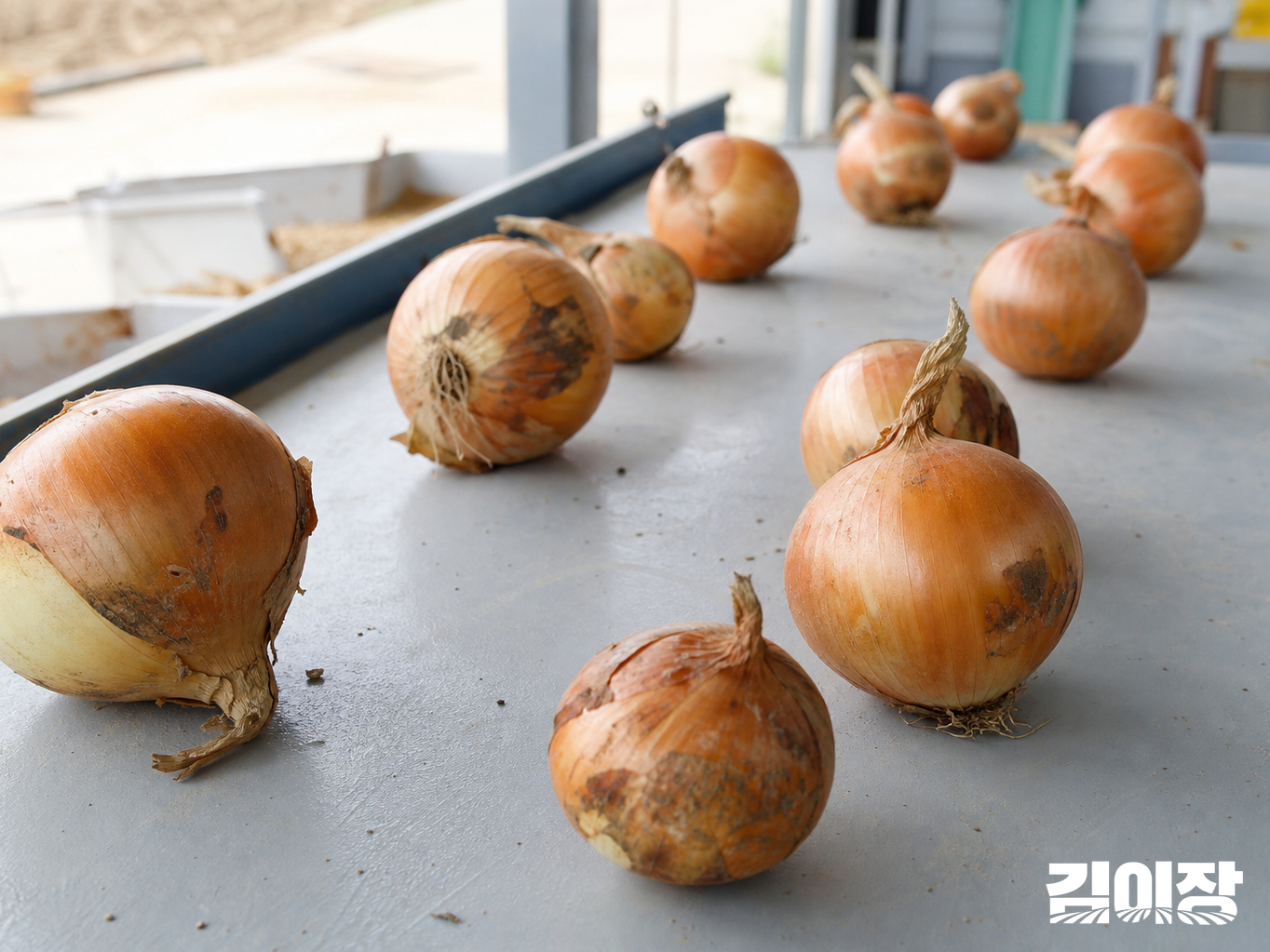 무채색 선별 작업대 위에 크기와 껍질 외관이 조금씩 다른 양파가 간격을 두고 놓여 있는 모습