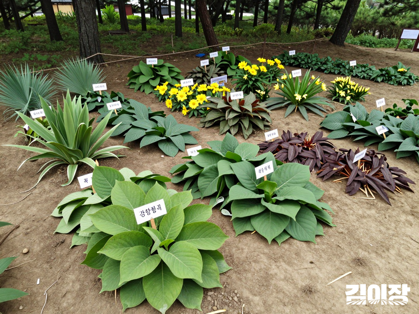 앞쪽의 강화황기와 뒤쪽의 대청부채·부채붓꽃 계열 식물이 함께 심긴 자연형 전시 구역