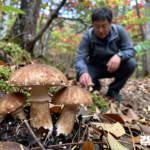 가을 산에서 송이버섯을 발견하고 손대지 않은 채 바라보는 등산객