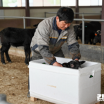 밝은 염소 축사 앞에서 작업복을 입은 농가가 냉장 정육 포장 상자를 살피고 뒤에 검은 염소 한 마리가 서 있는 모습
