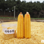 파주 숲 가장자리의 옥수수밭을 배경으로 놓인 굵은 옥수수 두 자루와 투명한 용기의 옥수수차 원물·뻥튀기