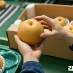 배 선별 작업대에서 두 손으로 배 한 알의 표면을 살피는 모습과 뒤에 놓인 완충재가 든 출하 상자