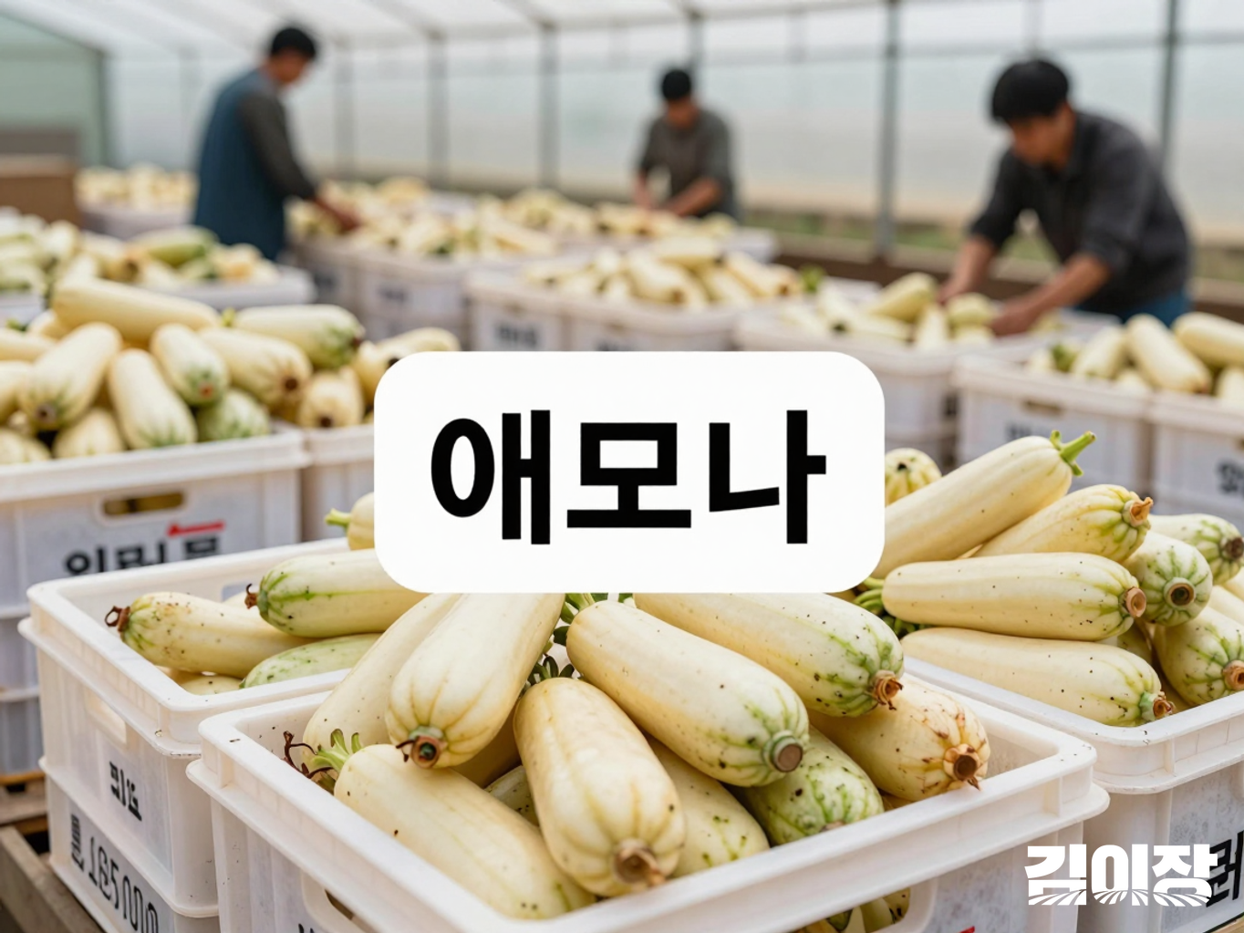 선별 작업대에 놓인 수확 애호박과 출하용 상자