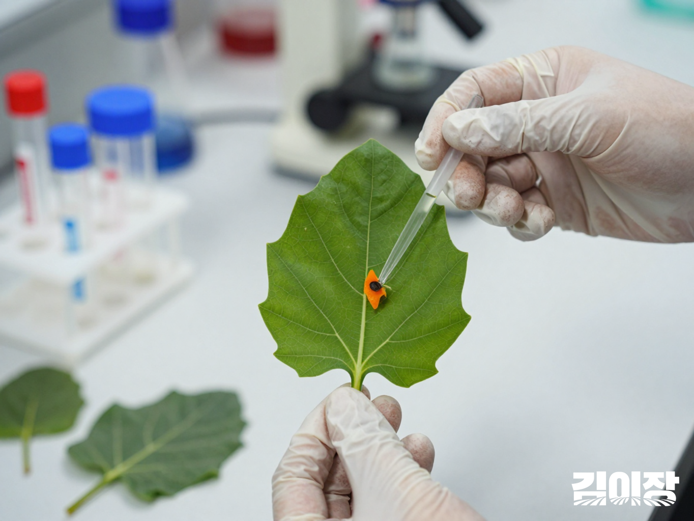 호박 잎 시료로 DNA 분석을 준비하는 연구 장면